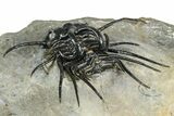 Insane Dicranurus Trilobite - Flying Preparation #362815-5